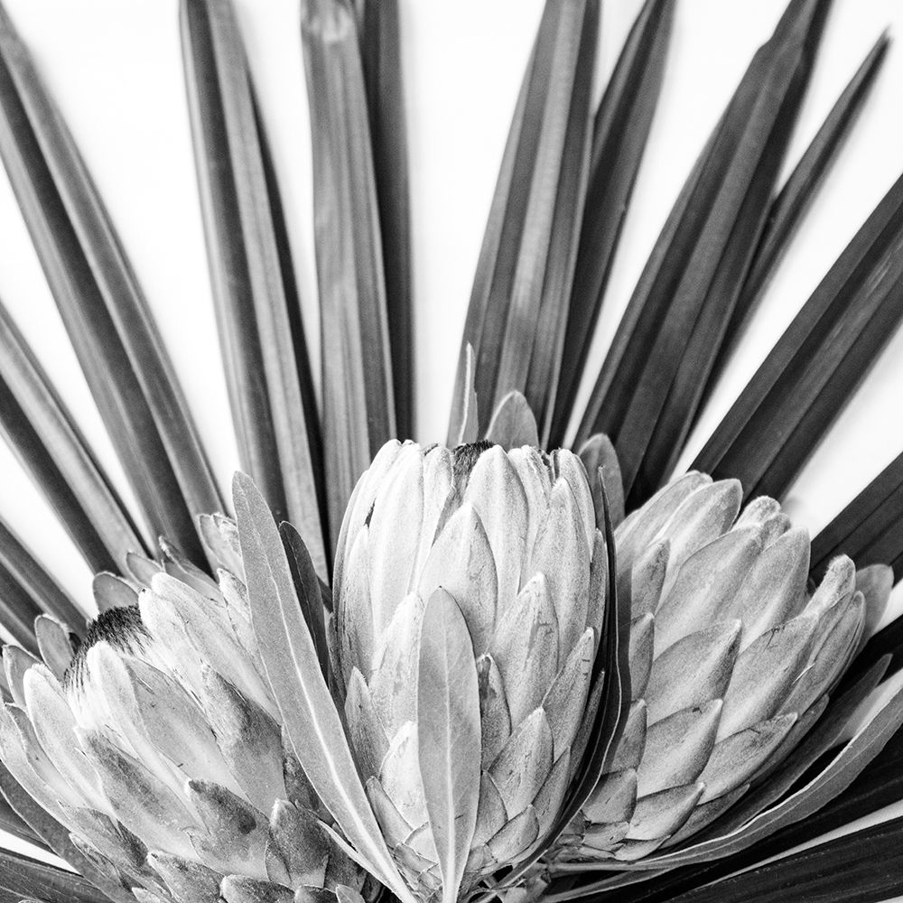 Protea art print by Urban Epiphany for $57.95 CAD