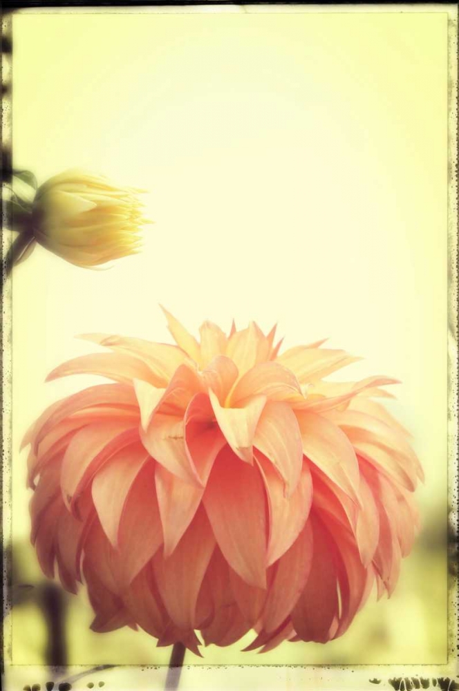 Orange Puff Dahlia And Bud 1 Vintage art print by Suzanne Foschino for $57.95 CAD