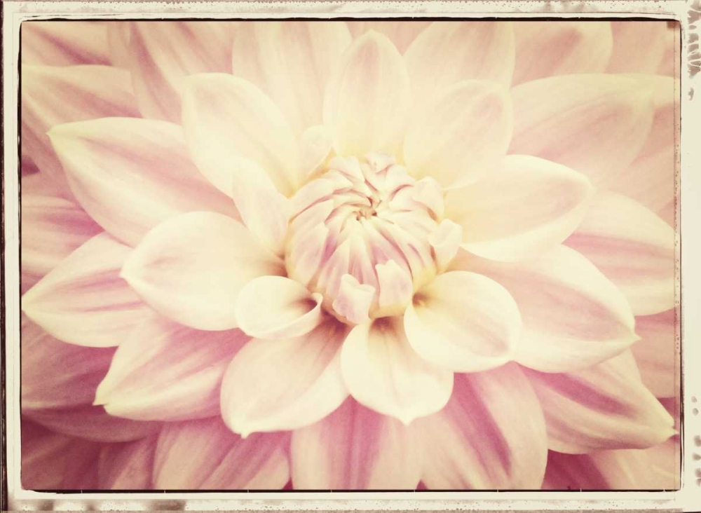 Pink Dahlia 6A Vintage art print by Suzanne Foschino for $57.95 CAD