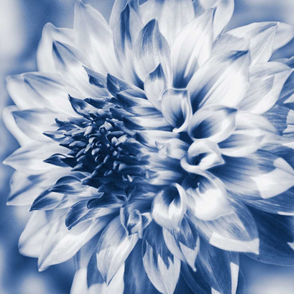 Dahlia Navy 1 art print by Suzanne Foschino for $57.95 CAD