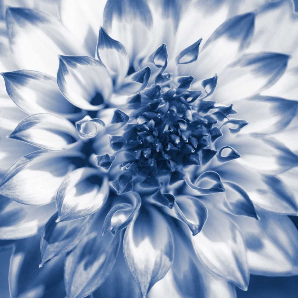 Navy Dahlia 2 art print by Suzanne Foschino for $57.95 CAD