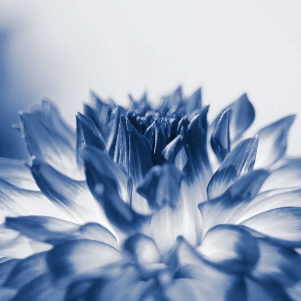 Dahlia Navy 3 art print by Suzanne Foschino for $57.95 CAD
