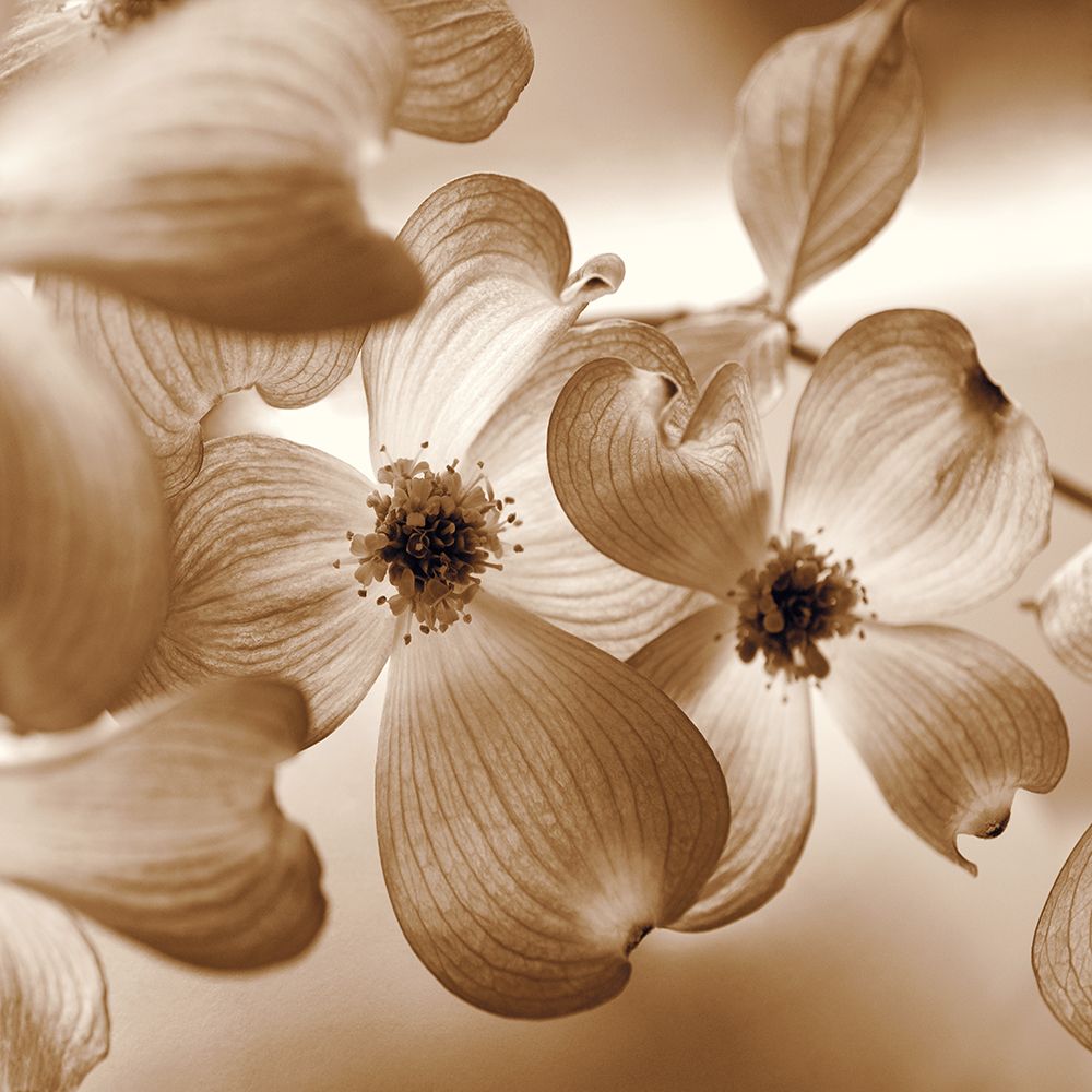 Dogwood art print by Ann Dahlgren for $57.95 CAD
