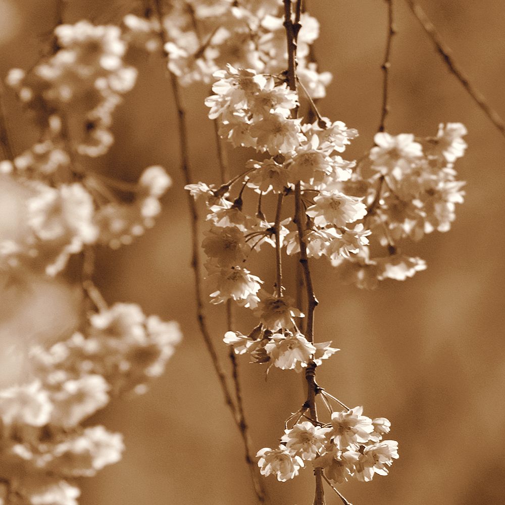 Cherry Blossom art print by Ann Dahlgren for $57.95 CAD