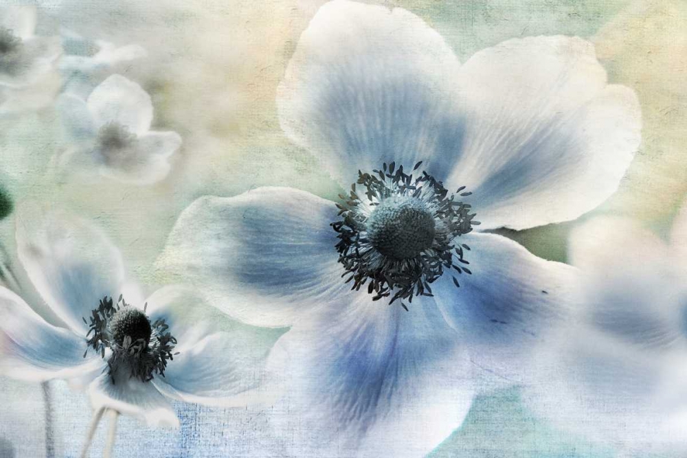 Anemone Cheer art print by Irene Weisz for $57.95 CAD