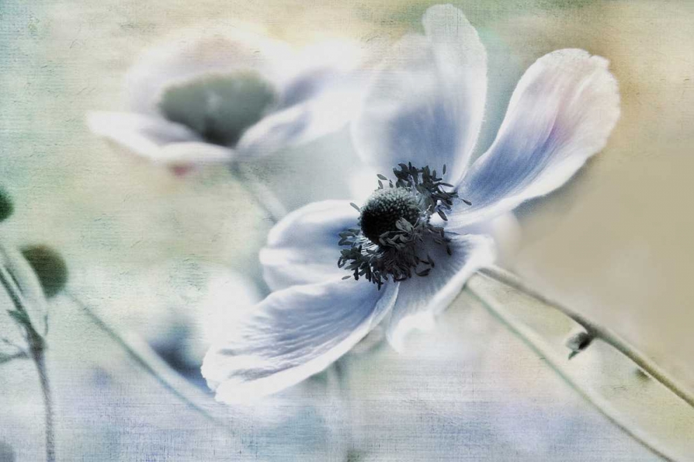 Anemone Whisper art print by Irene Weisz for $57.95 CAD