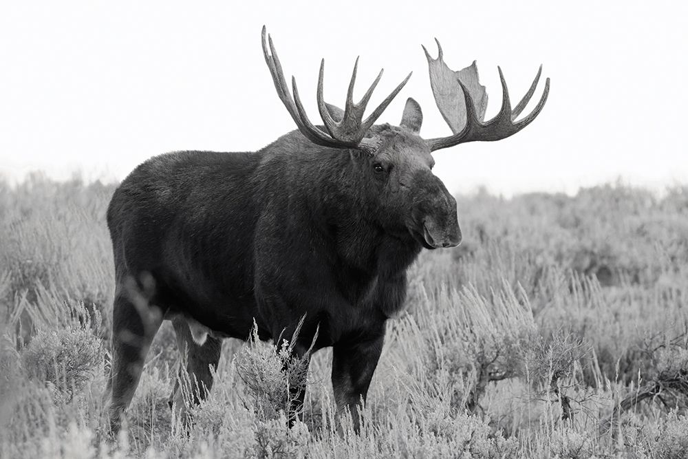 Grand Teton Bull Moose art print by JandJ Wild for $57.95 CAD