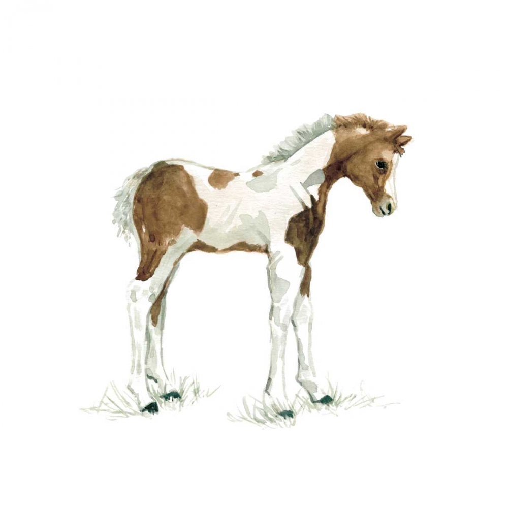 Baby Colt art print by Carol Robinson for $57.95 CAD