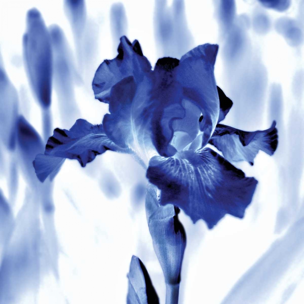Blue Ice Iris art print by Kelly Donovan for $57.95 CAD
