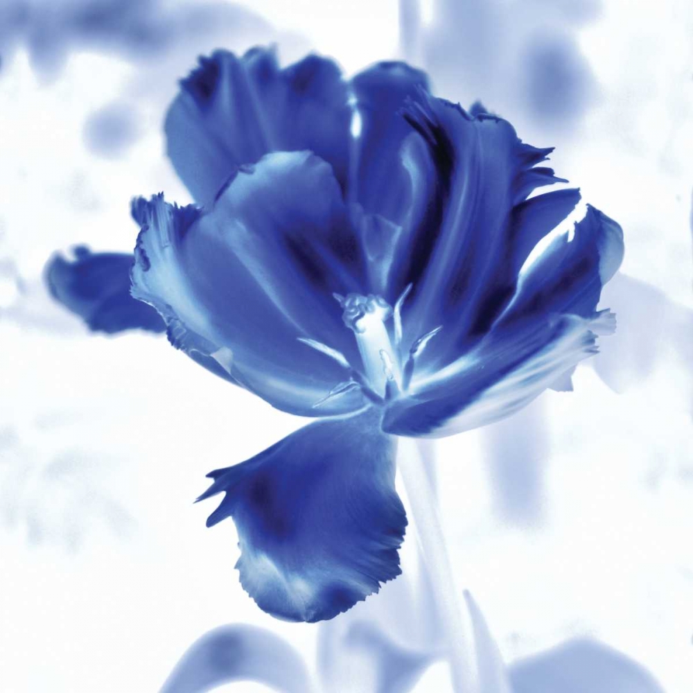 Blue Ice Tulip art print by Kelly Donovan for $57.95 CAD