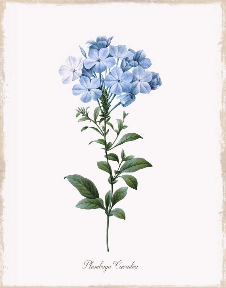 Cape Leadwort art print by Kelly Donovan for $57.95 CAD