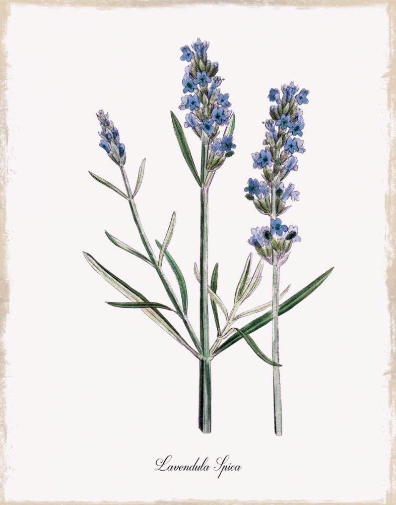 Lavender art print by Kelly Donovan for $57.95 CAD