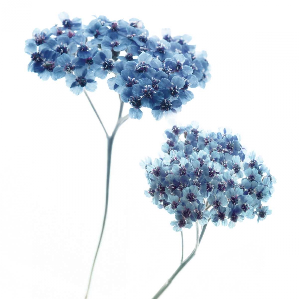 Gorgeous Blue III art print by Danita Delimont for $57.95 CAD