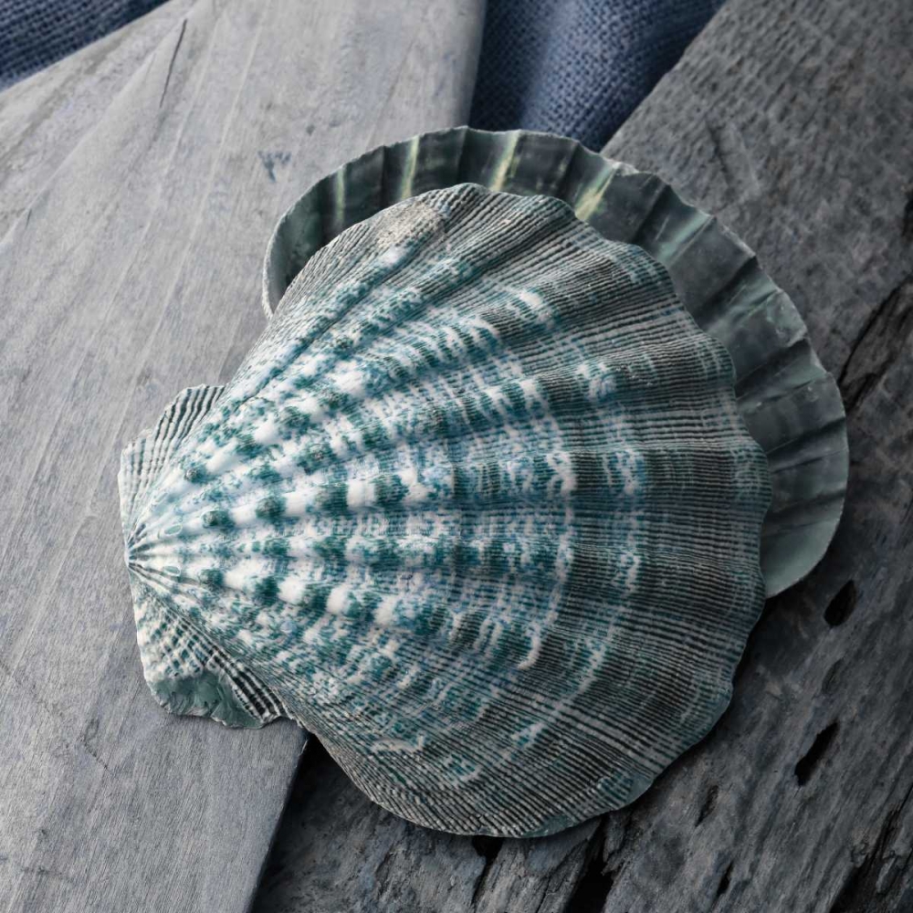 Driftwood Shell VII art print by Danita Delimont for $57.95 CAD