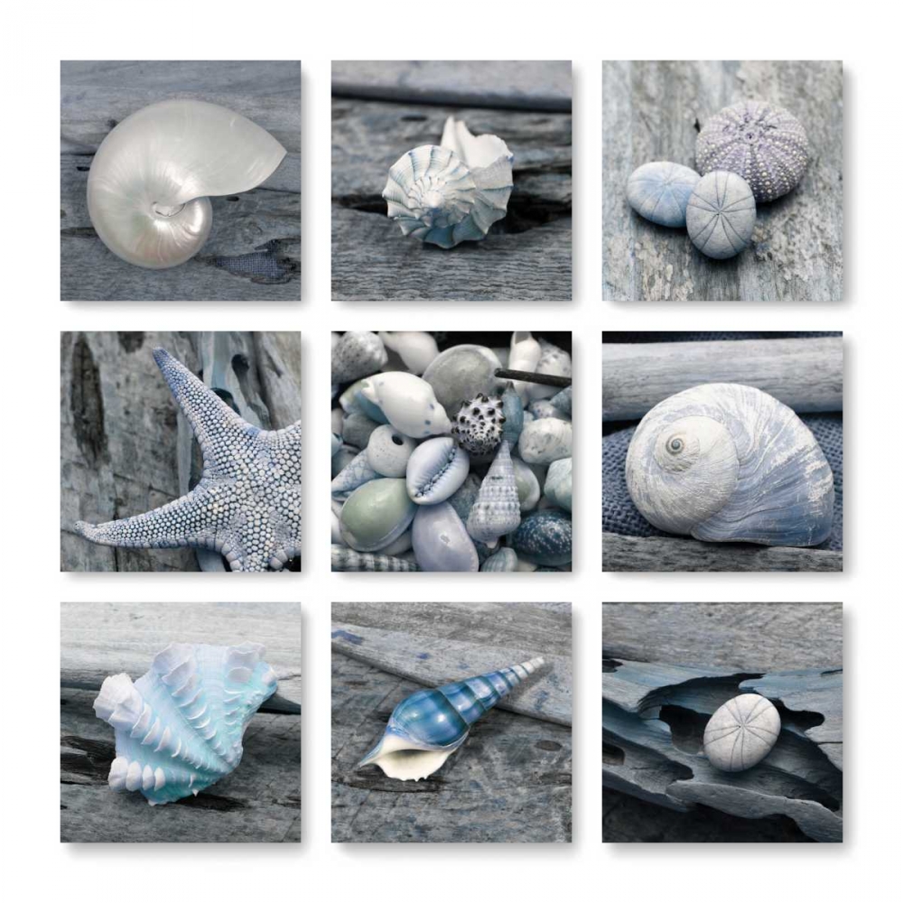 Driftwood Shell art print by Danita Delimont for $57.95 CAD