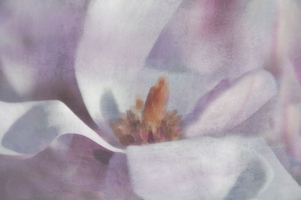 Magnolia Melody I art print by Irene Weisz for $57.95 CAD