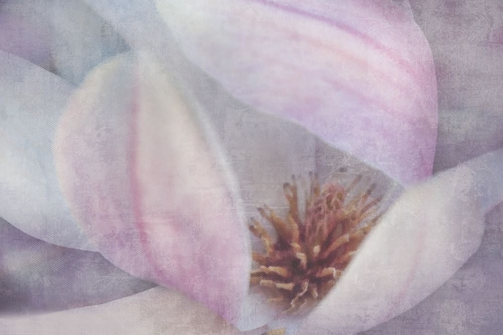 Magnolia Melody II art print by Irene Weisz for $57.95 CAD
