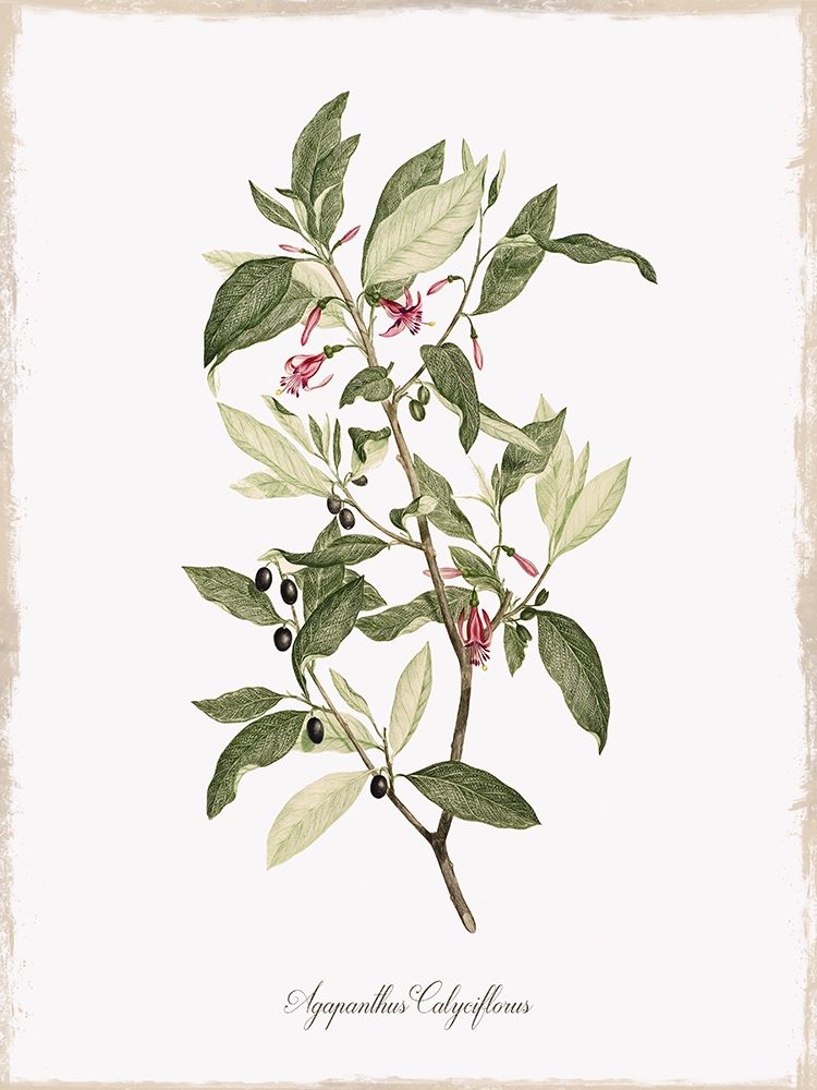 Botanical art print by Kelly Donovan for $57.95 CAD