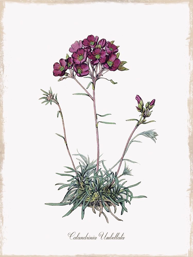 Botanical art print by Kelly Donovan for $57.95 CAD
