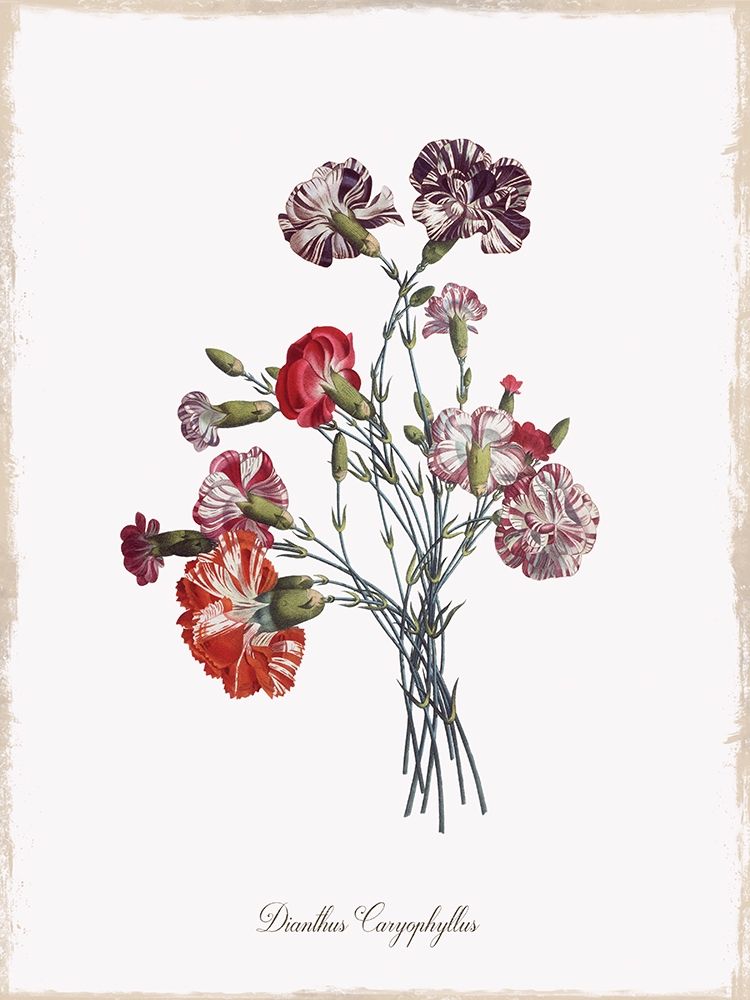 Botanical Carnation art print by Kelly Donovan for $57.95 CAD