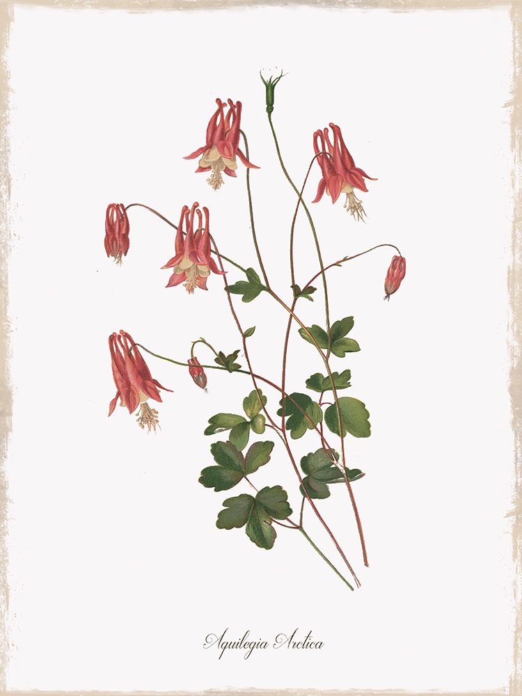 Botanical Columbine art print by Kelly Donovan for $57.95 CAD
