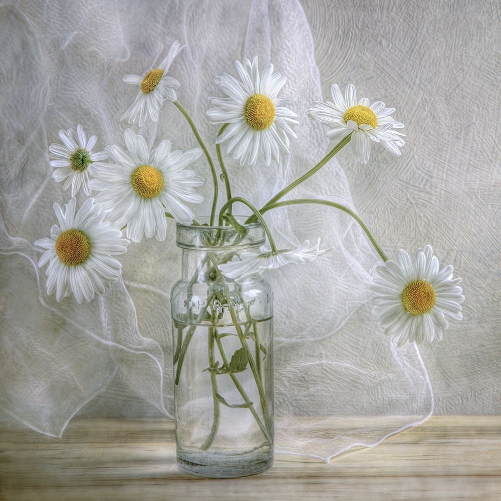 Daisies art print by Mandy Disher for $57.95 CAD