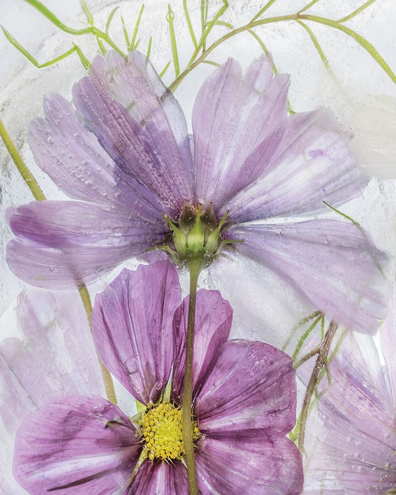 Frozen In Time I art print by Mandy Disher for $57.95 CAD