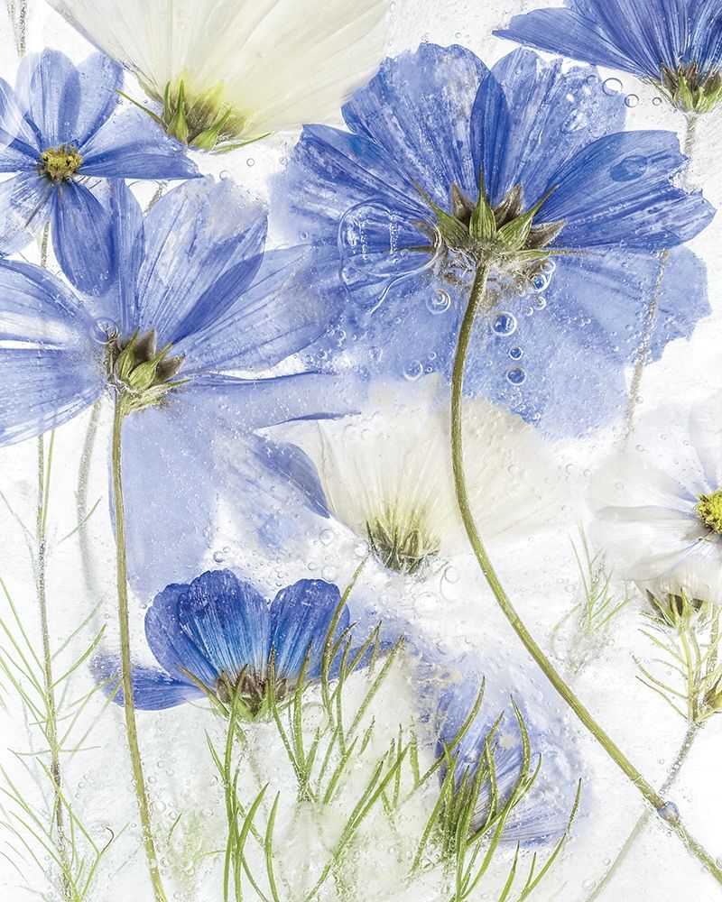 Frozen In Time II art print by Mandy Disher for $57.95 CAD