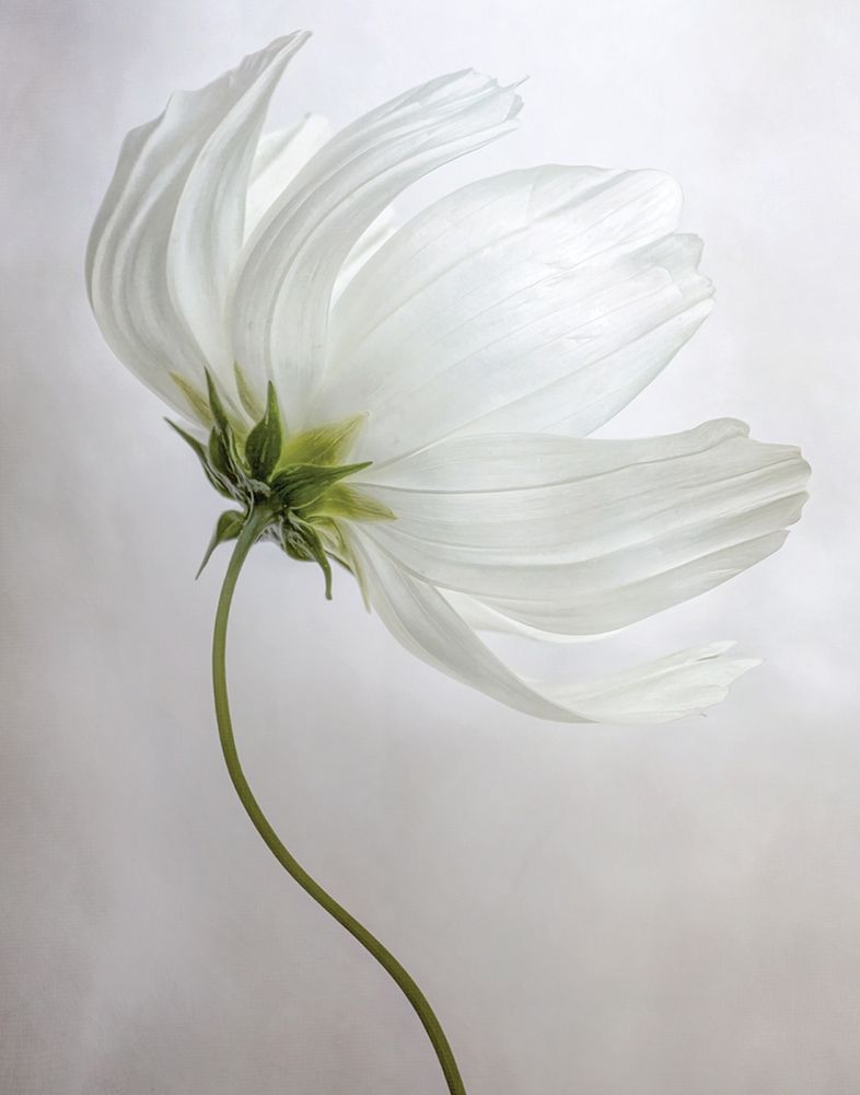 Etherial art print by Mandy Disher for $57.95 CAD