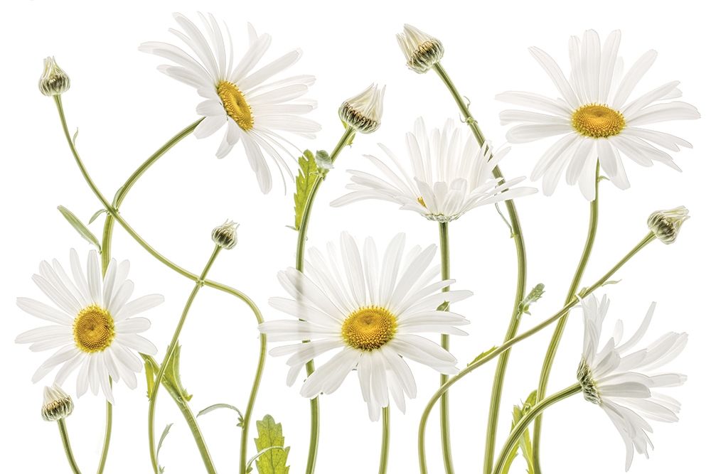 High Kew Daisies art print by Mandy Disher for $57.95 CAD