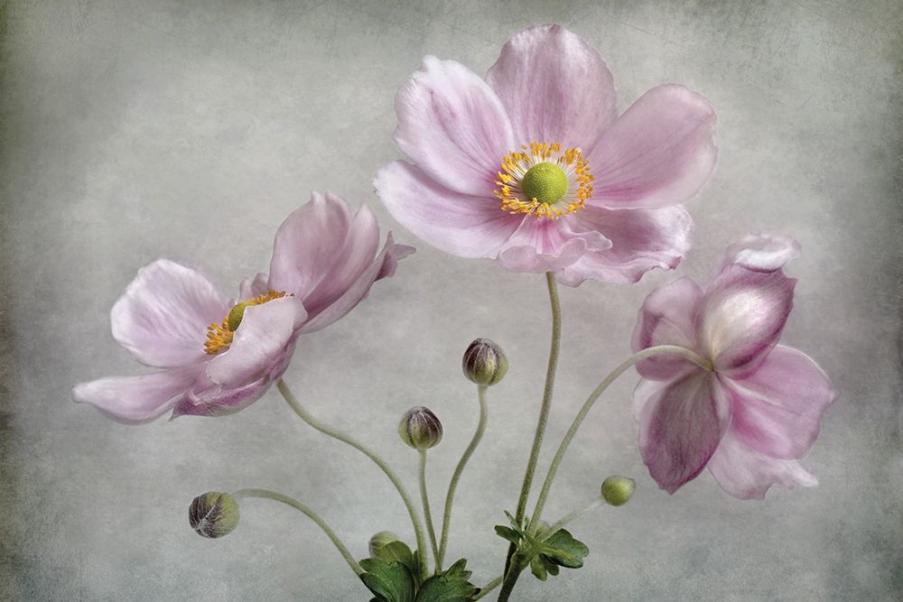 Textured Floral art print by Mandy Disher for $57.95 CAD