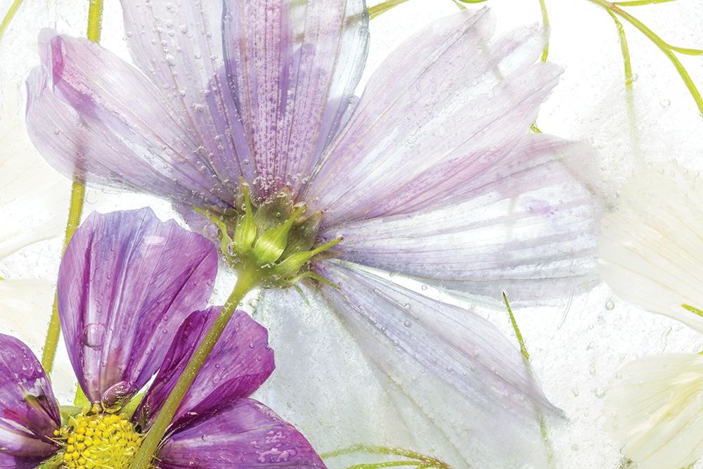 Frozen Floral I art print by Mandy Disher for $57.95 CAD