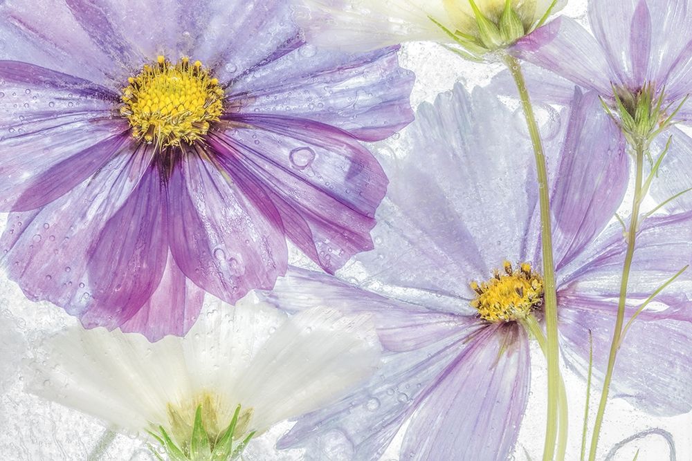 Frozen Floral II art print by Mandy Disher for $57.95 CAD