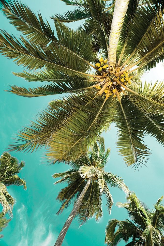 Palms Up art print by Danita Delimont for $57.95 CAD