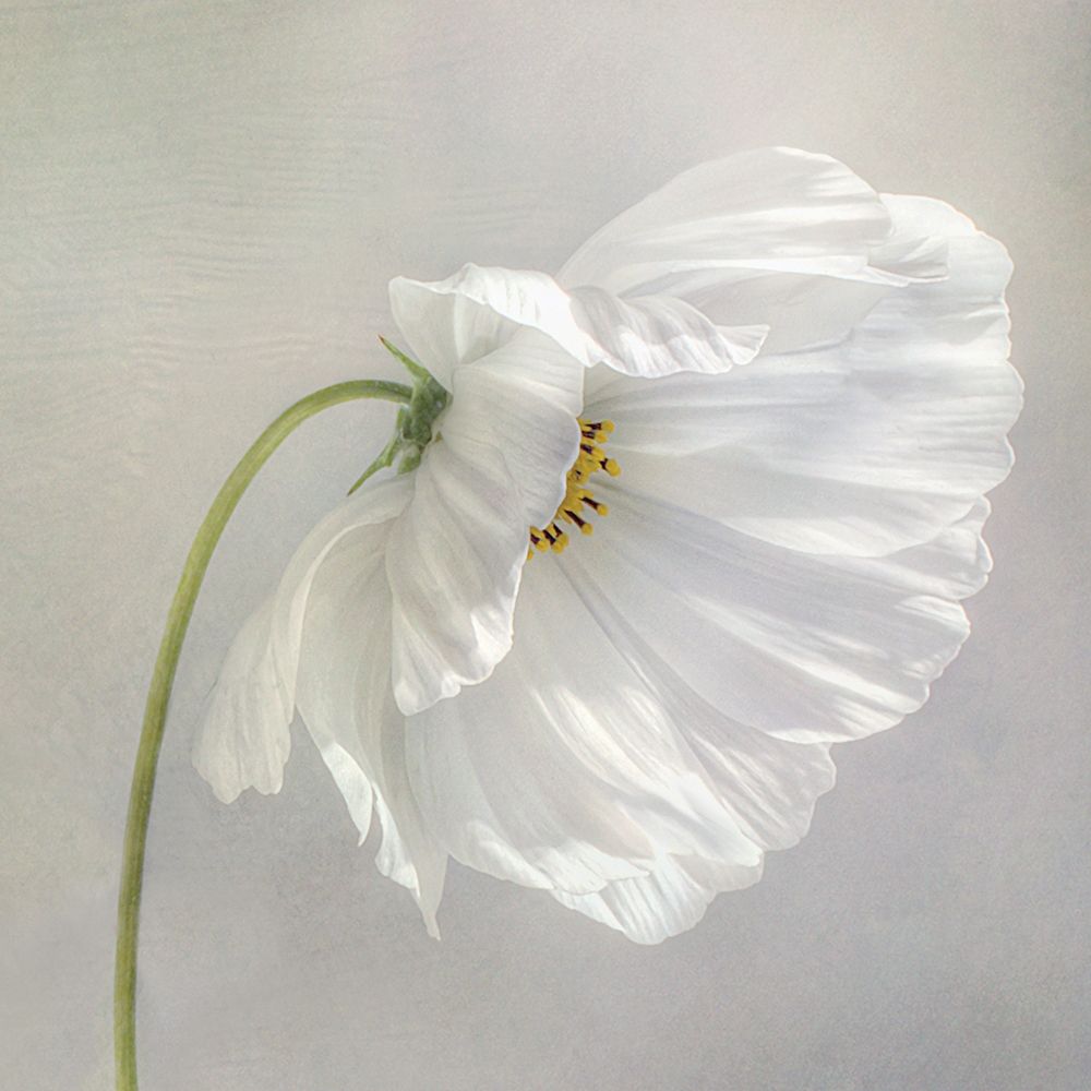 Daisy Detail art print by Mandy Disher for $57.95 CAD