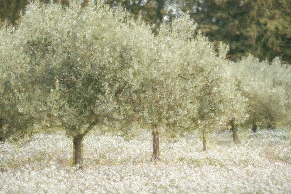 Paintograph Olive Trees art print by Lars Van de Goor for $57.95 CAD