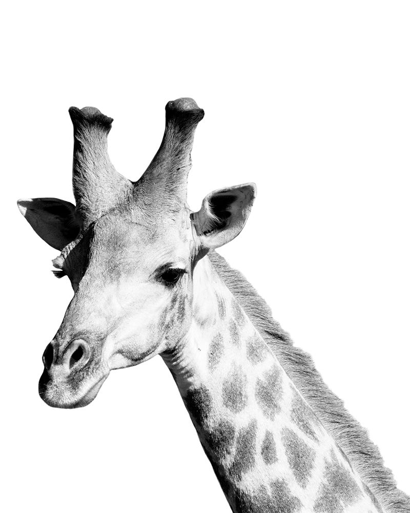 Safari Giraffe art print by Cindy Miller Hopkins for $57.95 CAD