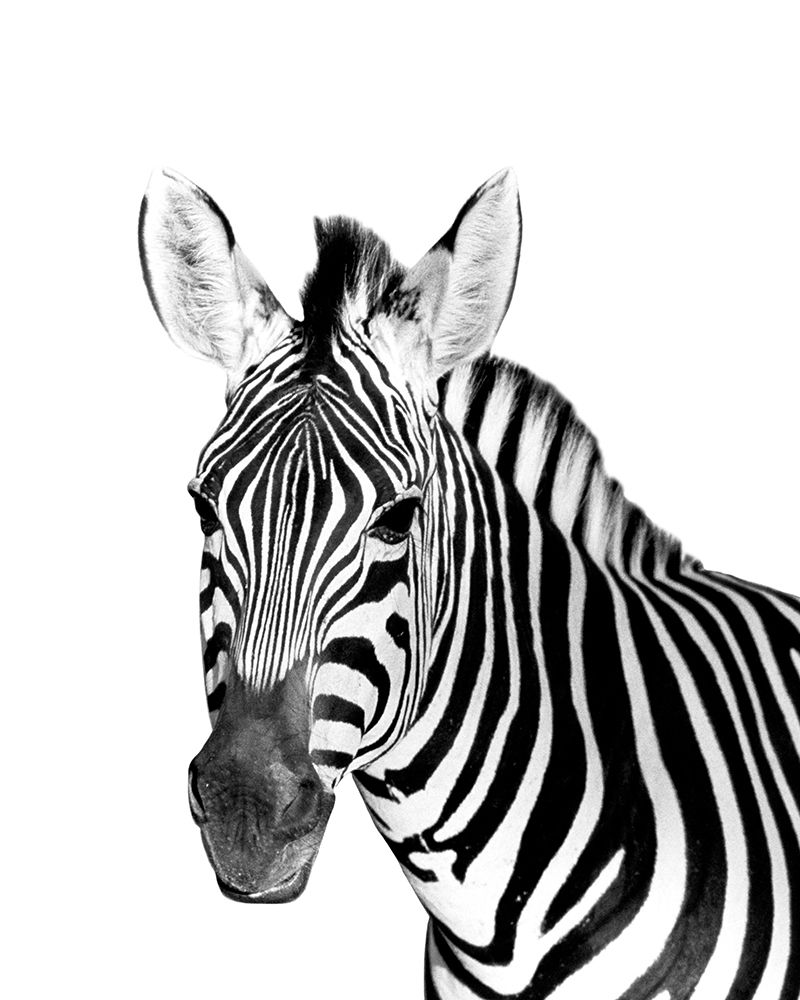 Safari Zebra art print by Robin Westmoreland for $57.95 CAD