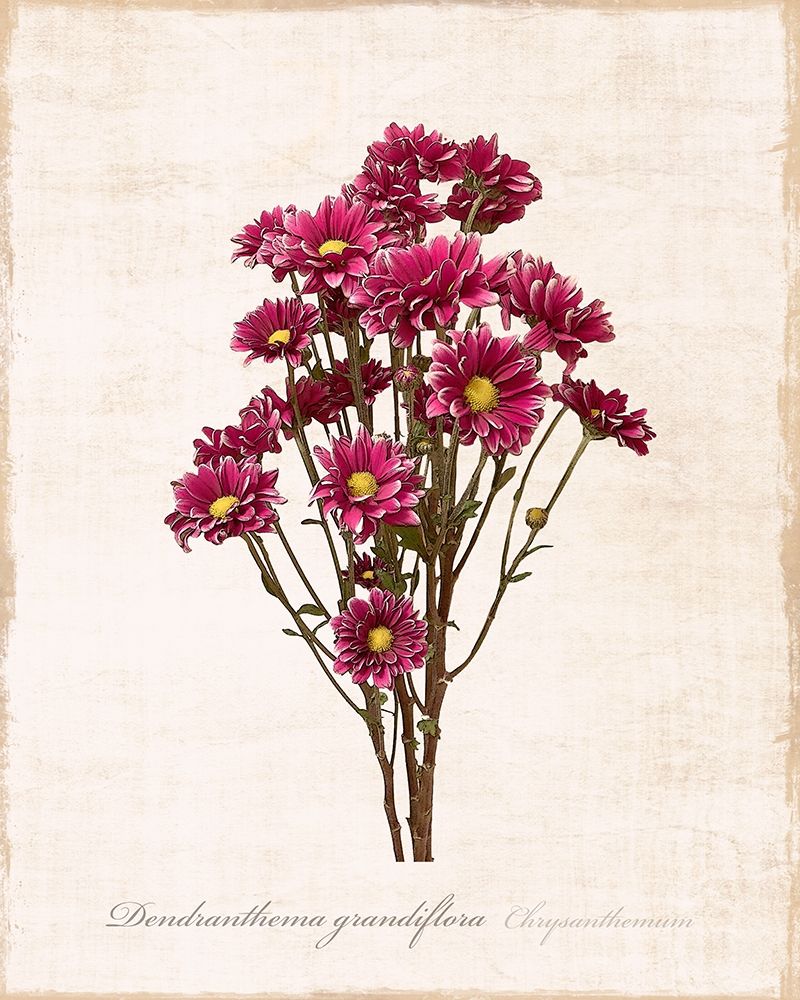 Sketchbook Chrysanthemum art print by Natalie Carpentieri for $57.95 CAD
