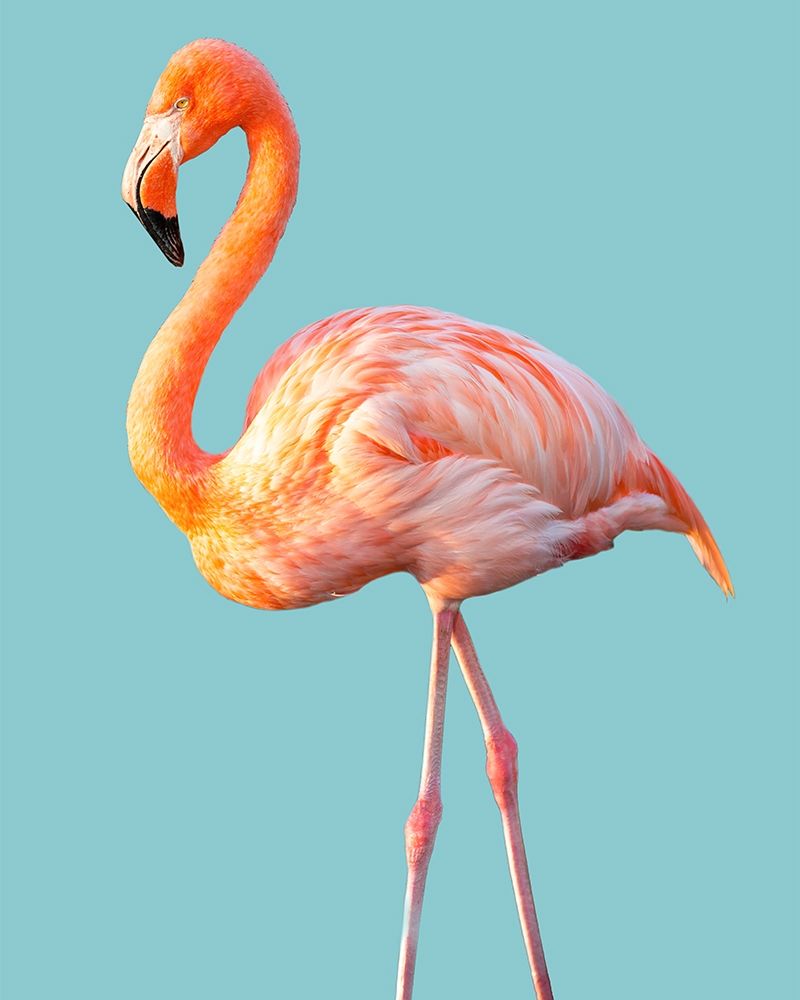 Flamingo art print by Brian Jannsen for $57.95 CAD