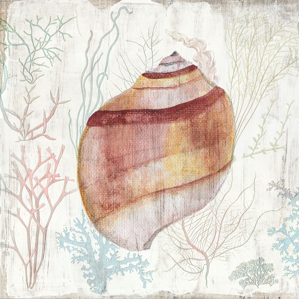 Coral and Shell II art print by Tava Studios for $57.95 CAD