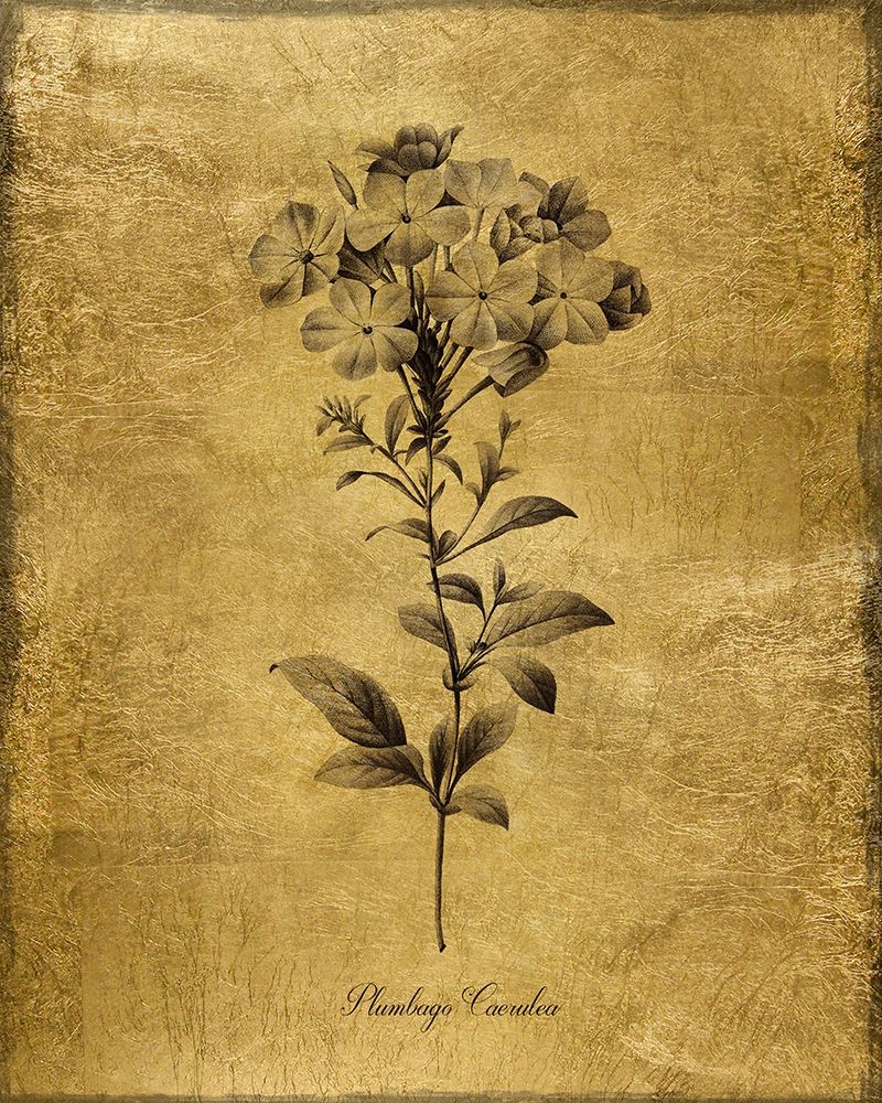 Gold Sketch Botanical II art print by Kelly Donovan for $57.95 CAD