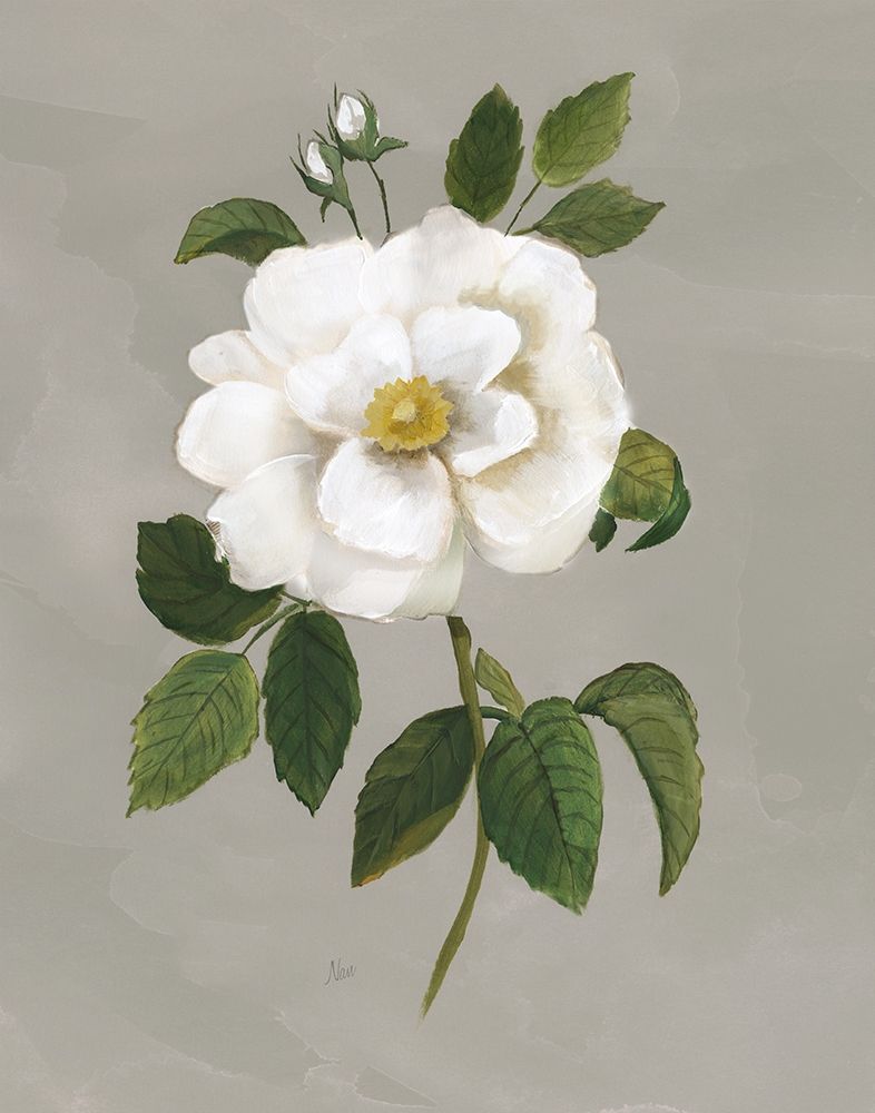 Botanical Garden Rose art print by Nan for $57.95 CAD
