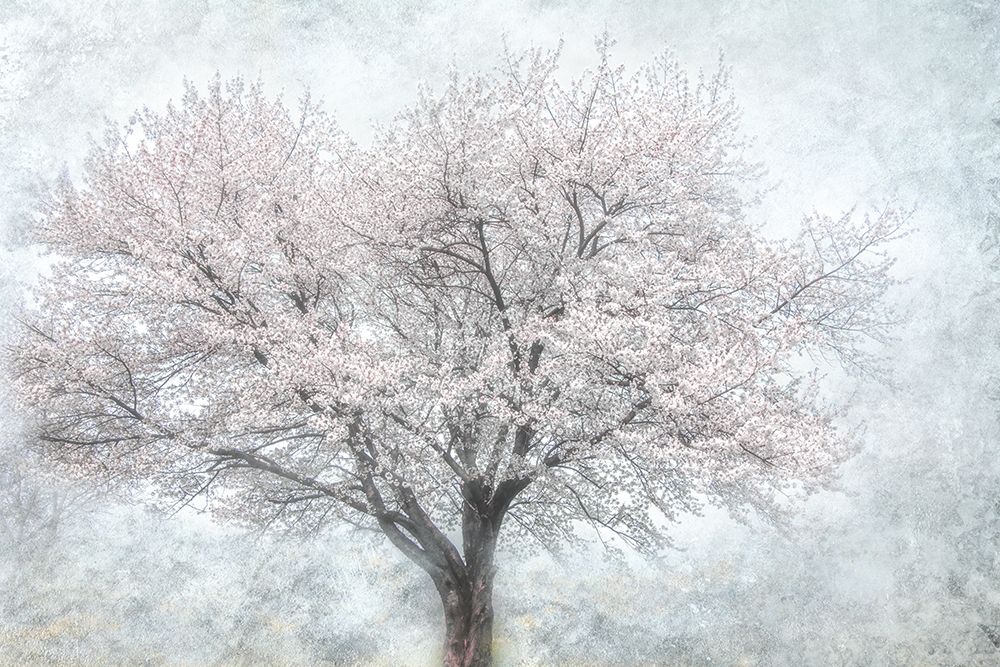 A Feel of Spring II art print by Irene Weisz for $57.95 CAD