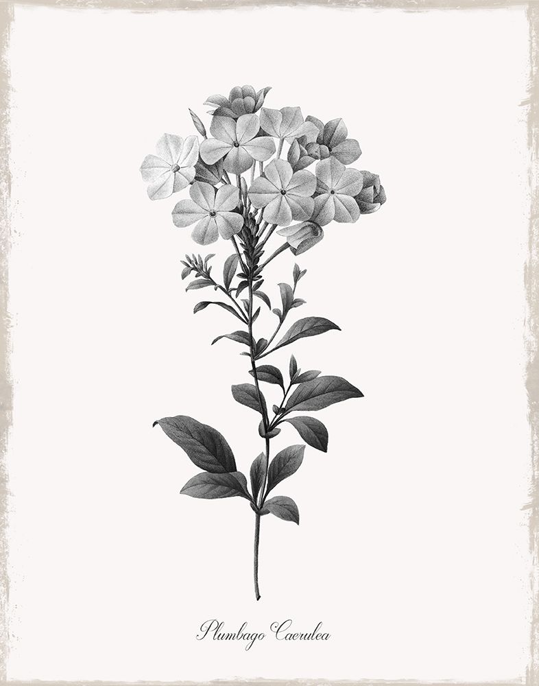 Simply Cape Leadwort art print by Kelly Donovan for $57.95 CAD