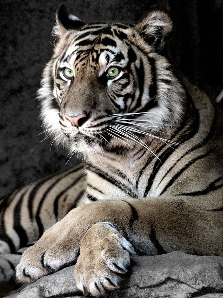 Sumatran Tiger art print by Tananarive Aubert for $57.95 CAD