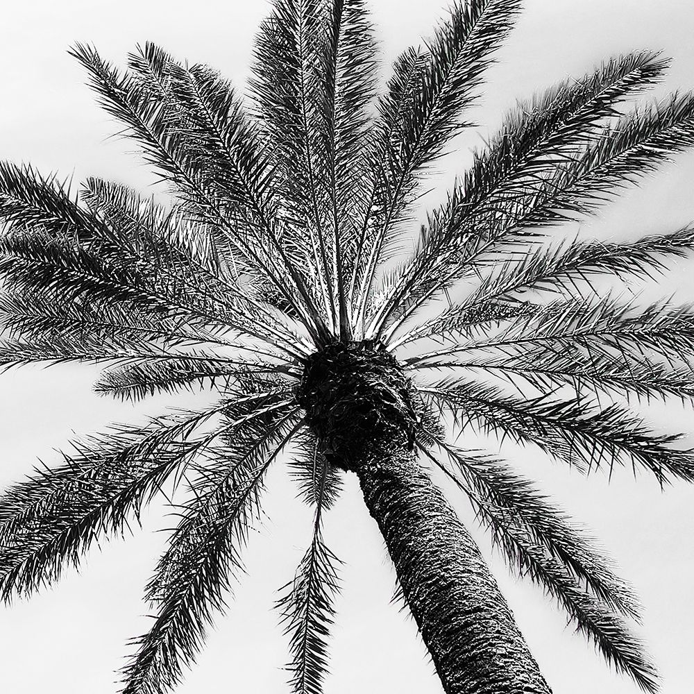 Skyward Palm art print by Susan Pease for $57.95 CAD
