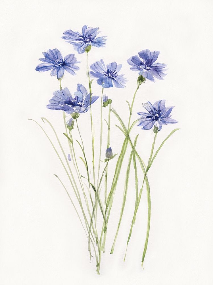 Dainty Botanical Cornflower art print by Sally Swatland for $57.95 CAD