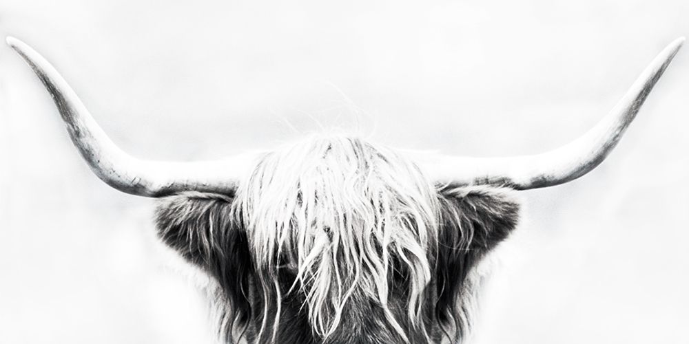 Longhorn art print by Cora Edmonds for $57.95 CAD