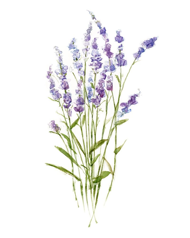 Sweet Lavender I art print by Sally Swatland for $57.95 CAD